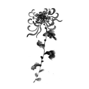 Chrysanthemum No7 - Krizantém sumi-e