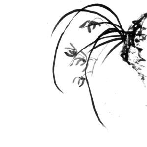 orchid sumi-e
