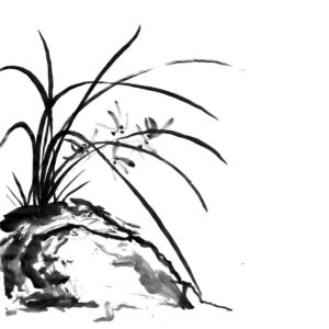 orchid sumi-e