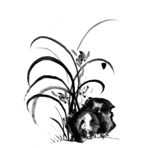 orchid sumi-e